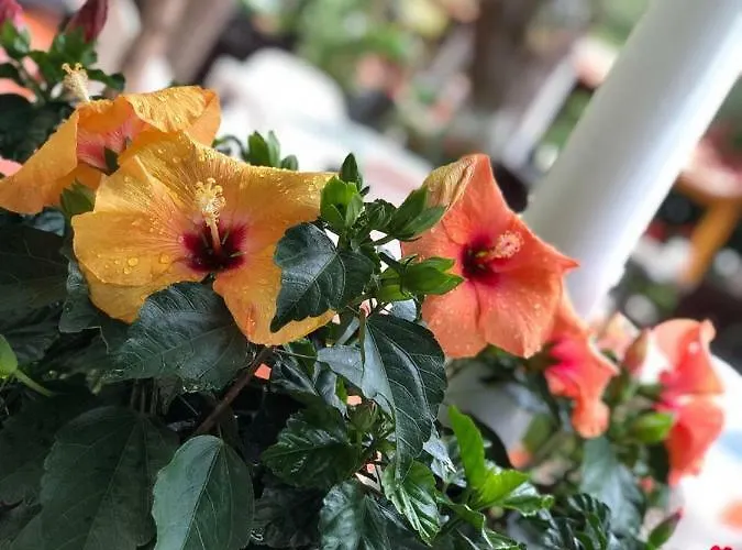 Hotel Exclusive Greccia Dhërmi